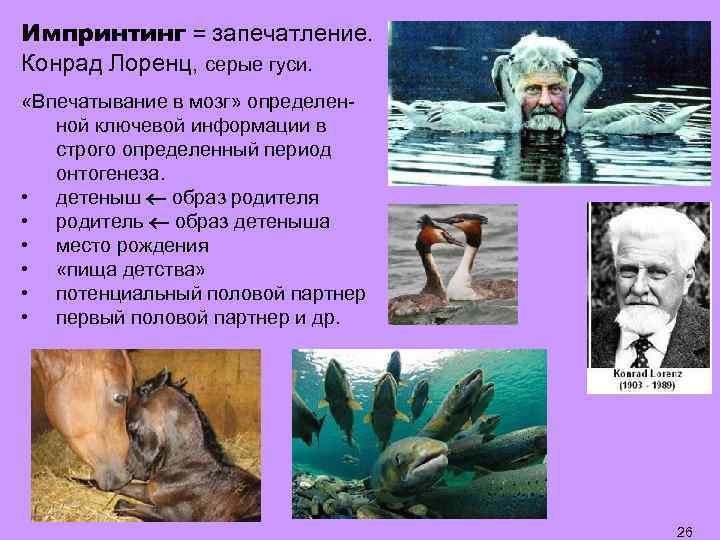 Импринтинг = запечатление. Конрад Лоренц, серые гуси. «Впечатывание в мозг» определенной ключевой информации в