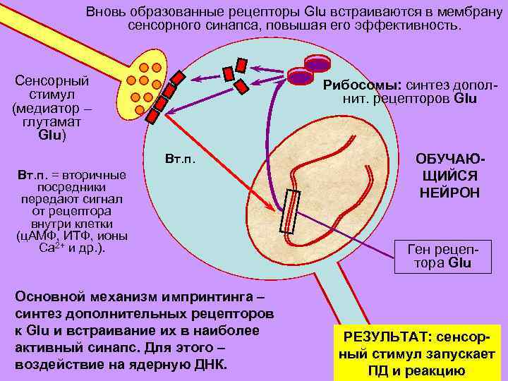 Вновь образованные рецепторы Glu встраиваются в мембрану сенсорного синапса, повышая его эффективность. Сенсорный cтимул
