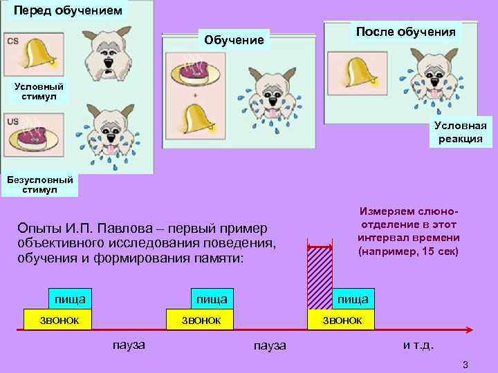 Перед обучением Обучение После обучения Условный стимул Условная реакция Безусловный стимул Опыты И. П.