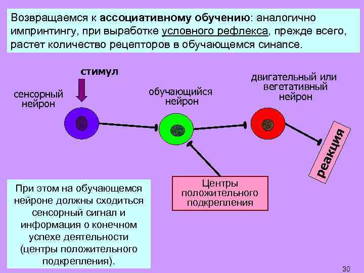 Возвращаемся к ассоциативному обучению: аналогично импринтингу, при выработке условного рефлекса, прежде всего, растет количество