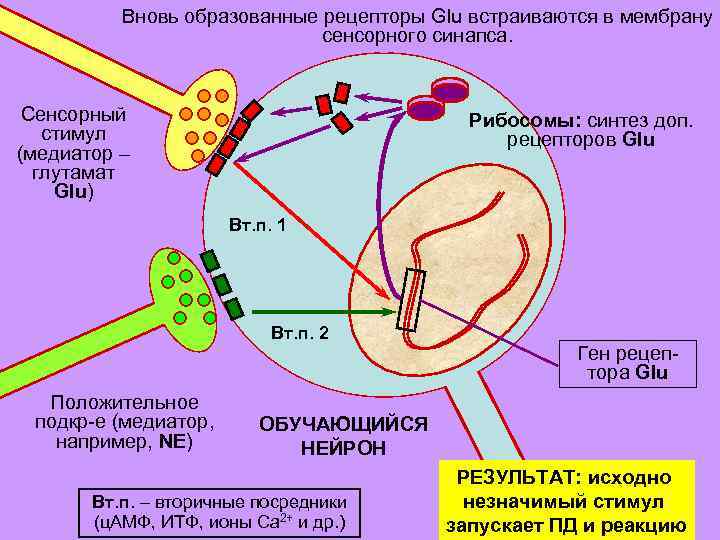 Вновь образованные рецепторы Glu встраиваются в мембрану сенсорного синапса. Сенсорный cтимул (медиатор – глутамат