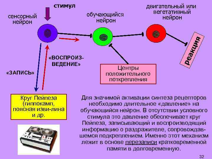 стимул обучающийся нейрон «ВОСПРОИЗВЕДЕНИЕ» «ЗАПИСЬ» Круг Пейпеза (гиппокамп, поясная изви-лина и др. Центры положительного