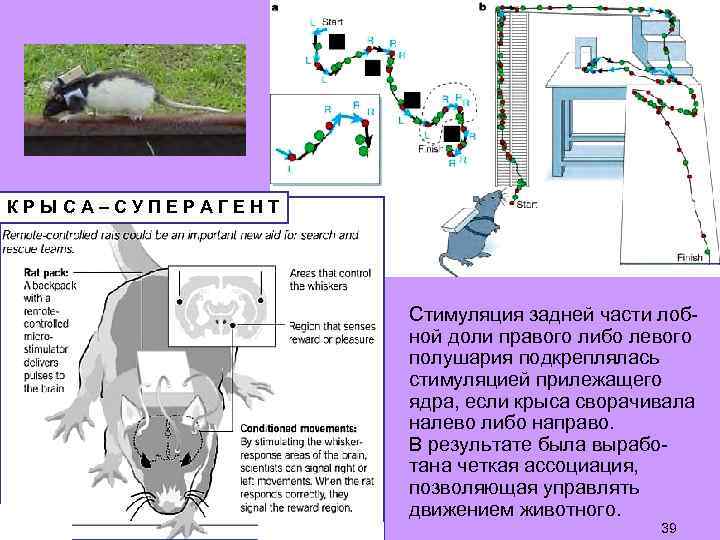 КРЫСА–СУПЕРАГЕНТ Стимуляция задней части лобной доли правого либо левого полушария подкреплялась стимуляцией прилежащего ядра,
