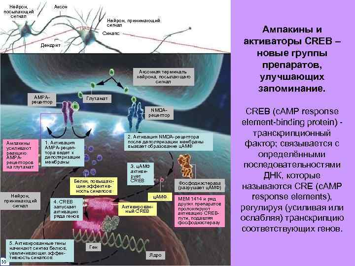 Нейрон, посылающий сигнал Аксон Нейрон, принимающий сигнал Синапс Дендрит Аксонная терминаль нейрона, посылающего сигнал