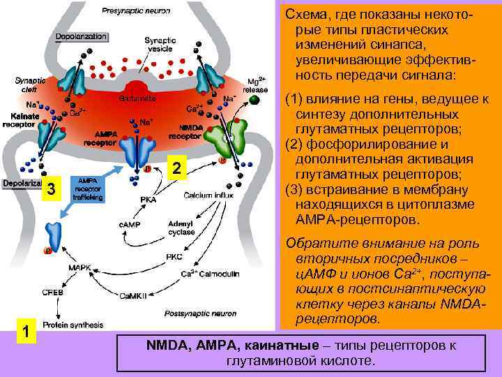 Схема, где показаны некоторые типы пластических изменений синапса, увеличивающие эффективность передачи сигнала: 2 3