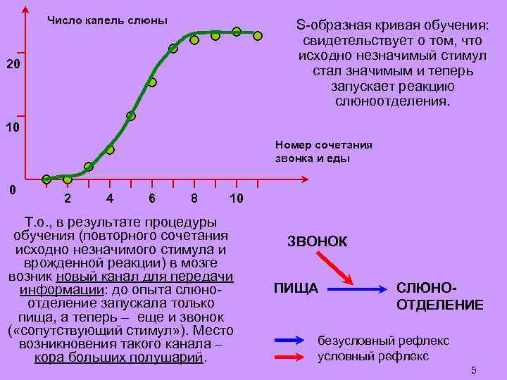 Число капель слюны S-образная кривая обучения: свидетельствует о том, что исходно незначимый стимул стал