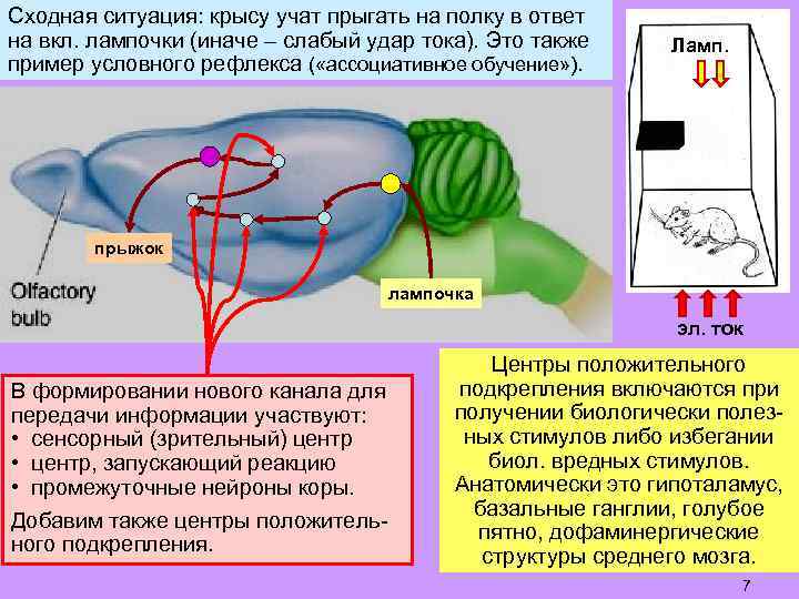Сходная ситуация: крысу учат прыгать на полку в ответ на вкл. лампочки (иначе –