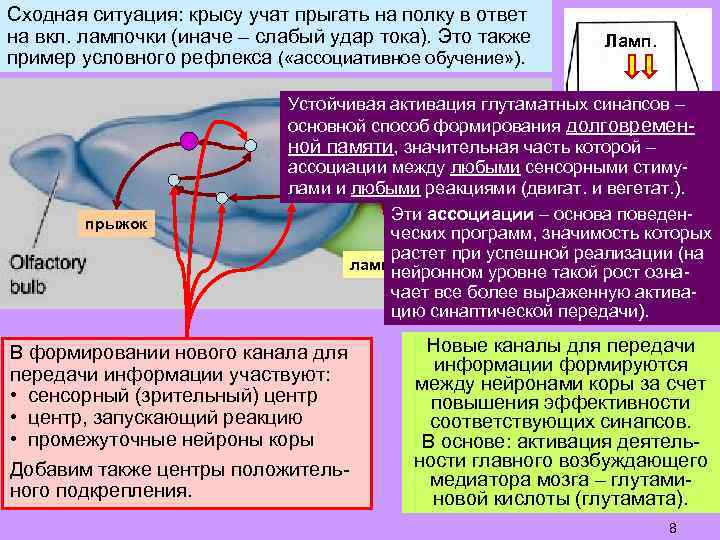 Сходная ситуация: крысу учат прыгать на полку в ответ на вкл. лампочки (иначе –