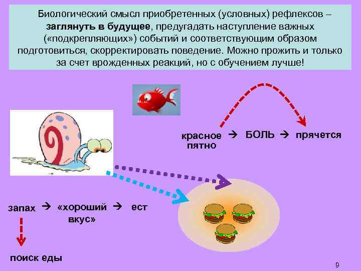 Биологический смысл приобретенных (условных) рефлексов – заглянуть в будущее, предугадать наступление важных ( «подкрепляющих»