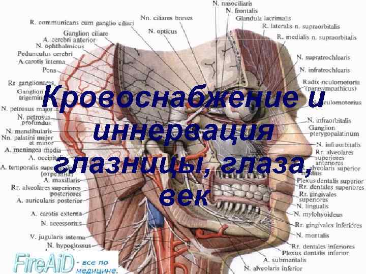 Кровоснабжение глаза схема