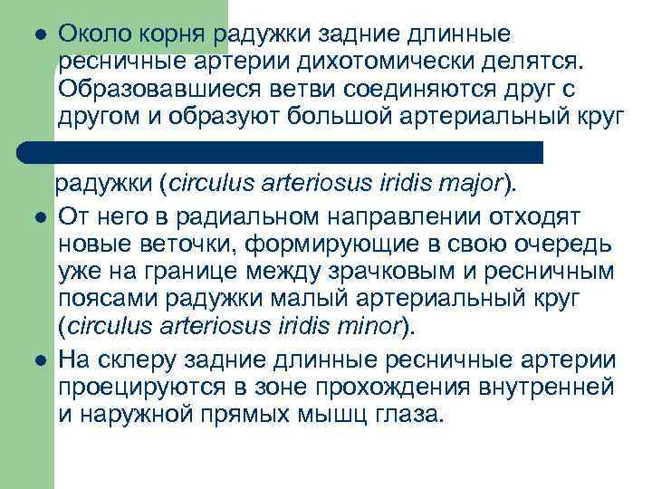 l Около корня радужки задние длинные ресничные артерии дихотомически делятся. Образовавшиеся ветви соединяются друг