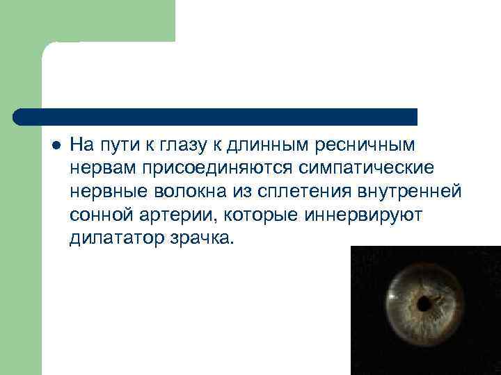 l На пути к глазу к длинным ресничным нервам присоединяются симпатические нервные волокна из