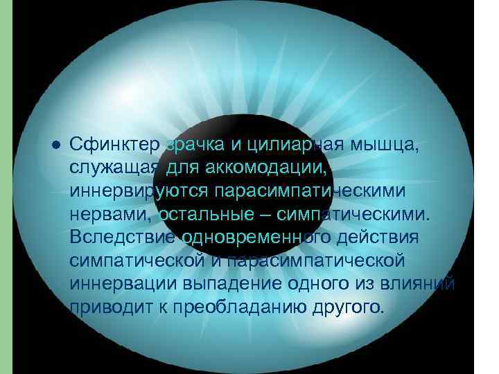 l Сфинктер зрачка и цилиарная мышца, служащая для аккомодации, иннервируются парасимпатическими нервами, остальные –