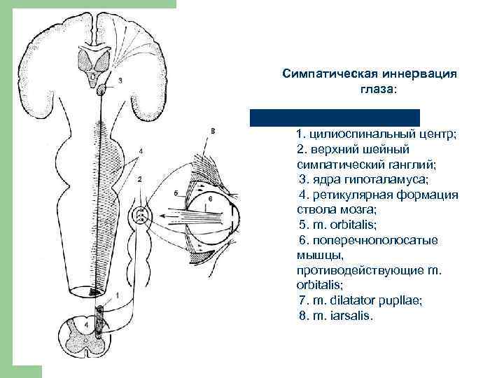 Иннервация глаза анатомия схема