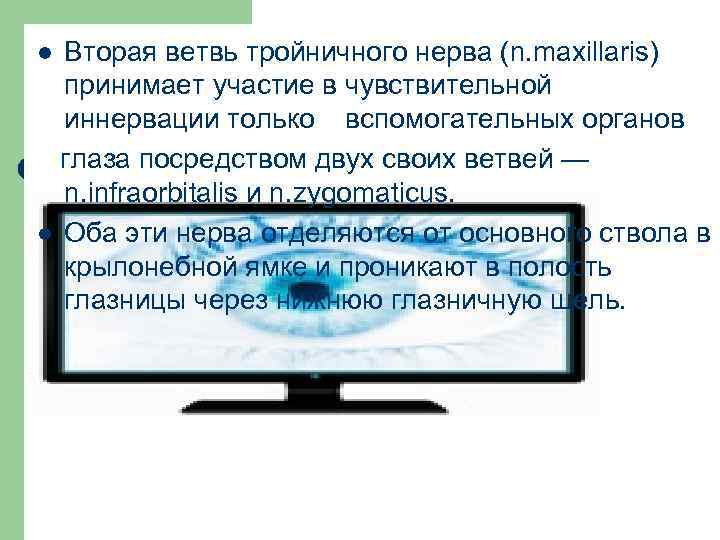 Вторая ветвь тройничного нерва (n. maxillaris) принимает участие в чувствительной иннервации только вспомогательных органов
