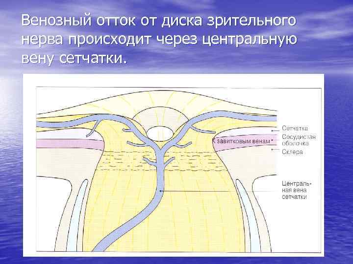 Венозный отток от диска зрительного нерва происходит через центральную вену сетчатки. 