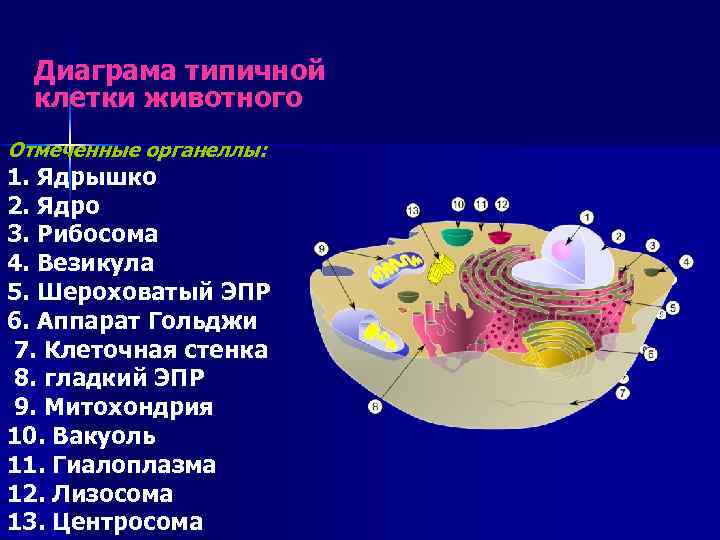 Диаграма типичной клетки животного Отмеченные органеллы: 1. Ядрышко 2. Ядро 3. Рибосома 4. Везикула
