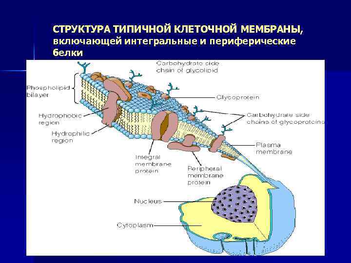 СТРУКТУРА ТИПИЧНОЙ КЛЕТОЧНОЙ МЕМБРАНЫ, включающей интегральные и периферические белки 