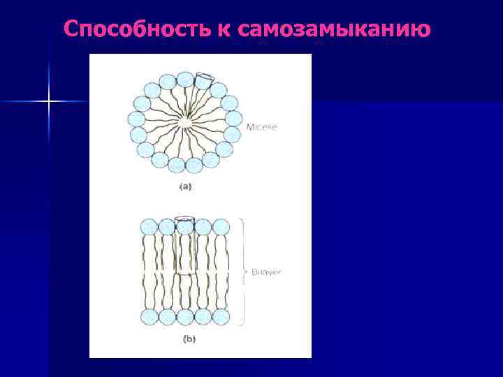 Способность к самозамыканию 