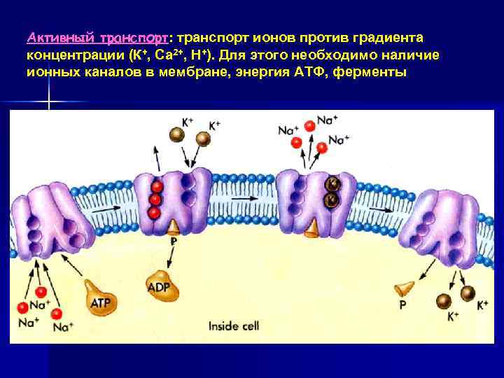 Ионы против градиента концентрации