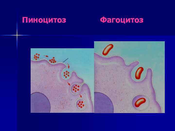 Пиноцитоз и фагоцитоз животной клетки