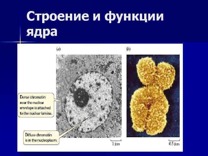 Строение и функции ядра 