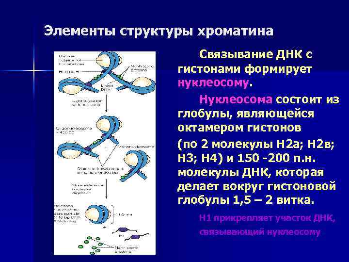 Элементы структуры хроматина Связывание ДНК с гистонами формирует нуклеосому. Нуклеосома состоит из глобулы, являющейся