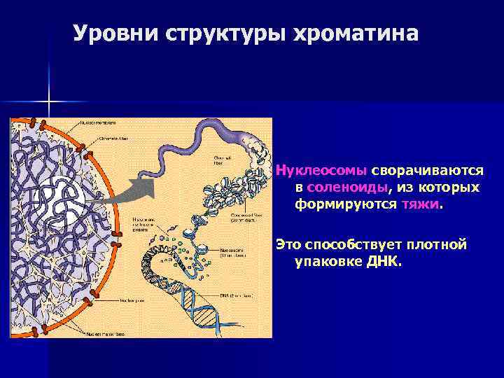 Уровни структуры хроматина Нуклеосомы сворачиваются в соленоиды, из которых формируются тяжи. Это способствует плотной