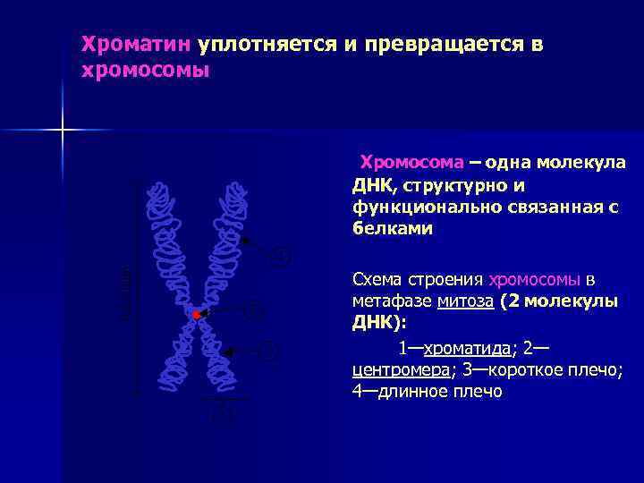 Хроматин уплотняется и превращается в хромосомы Хромосома – одна молекула ДНК, структурно и функционально