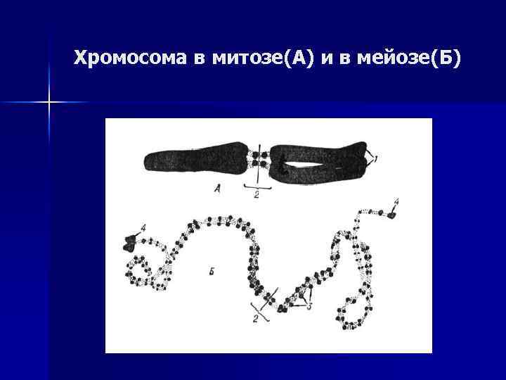 Хромосома в митозе(А) и в мейозе(Б) 