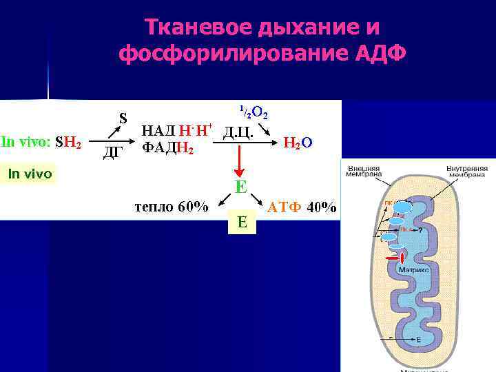 Схема тканевого дыхания