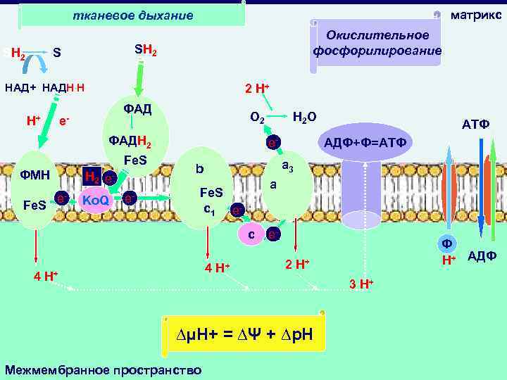 Ферменты окислительного фосфорилирования