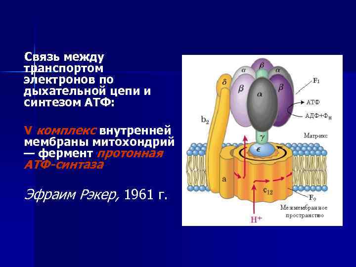 Связь между транспортом электронов по дыхательной цепи и синтезом АТФ: V комплекс внутренней мембраны