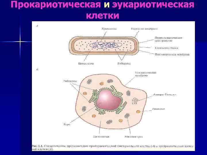 Прокариотическая и эукариотическая клетки 