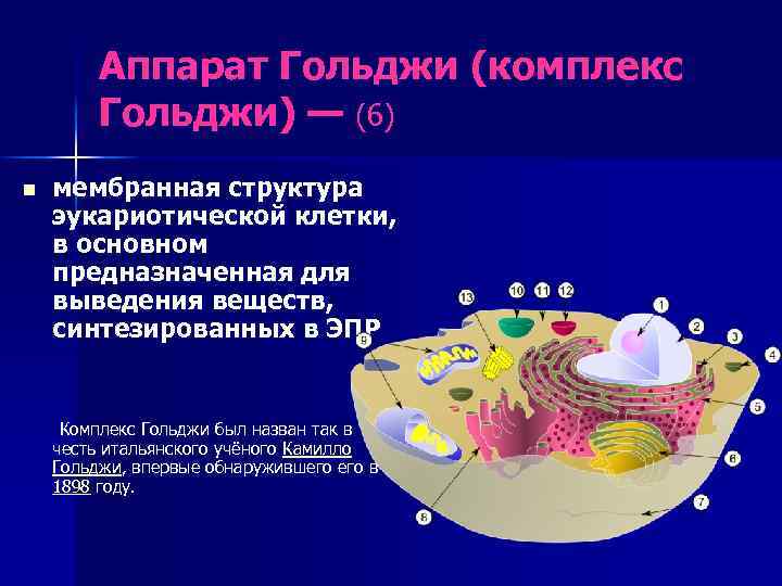 Аппарат Гольджи (комплекс Гольджи) — (6) n мембранная структура эукариотической клетки, в основном предназначенная