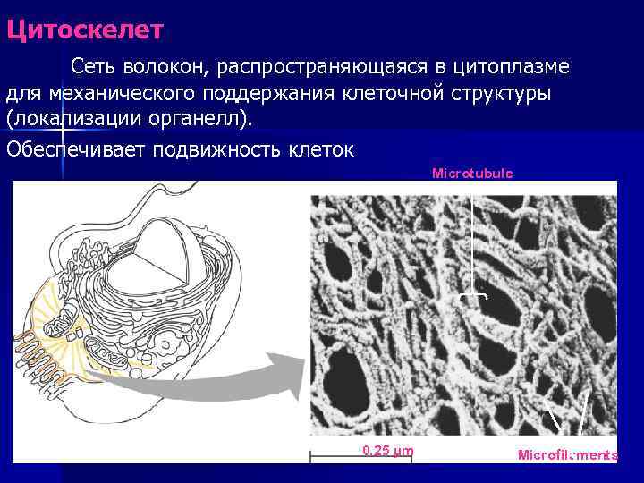 Цитоскелет Сеть волокон, распространяющаяся в цитоплазме для механического поддержания клеточной структуры (локализации органелл). Обеспечивает