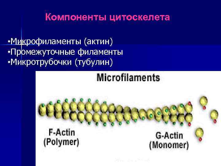 Компоненты цитоскелета • Микрофиламенты (актин) • Промежуточные филаменты • Микротрубочки (тубулин) 52 