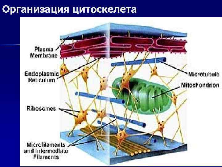 Организация цитоскелета 