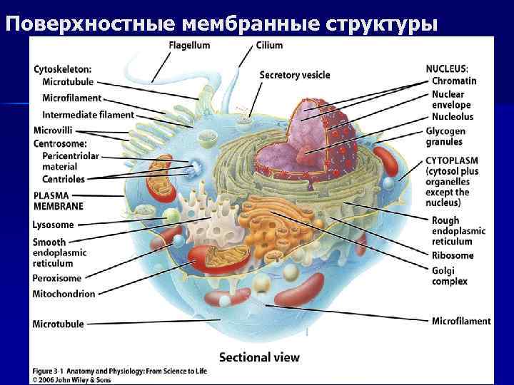 Поверхностные мембранные структуры 54 