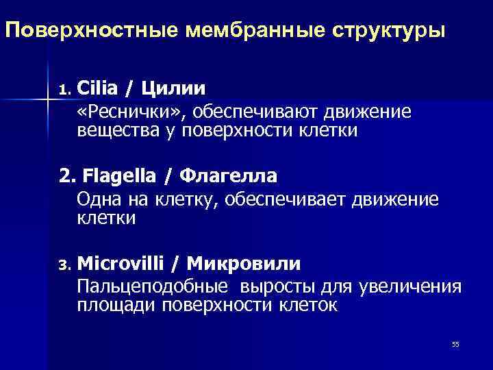 Поверхностные мембранные структуры Cilia / Цилии «Реснички» , обеспечивают движение вещества у поверхности клетки