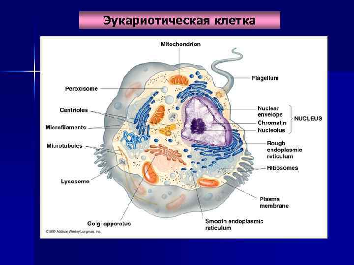 Эукариотическая клетка 