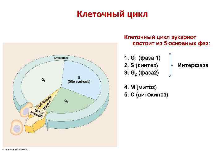 Клеточный цикл эукариот состоит из 5 основных фаз: 1. G 1 (фаза 1) 2.