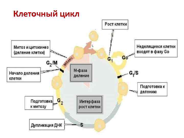 Клеточный цикл 