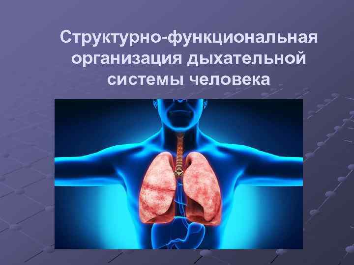 Структурно-функциональная организация дыхательной системы человека 