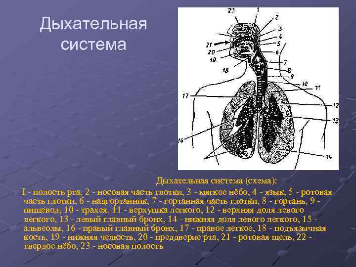 Дыхательная система (схема): I полость рта, 2 носовая часть глотки, 3 мягкое нёбо, 4