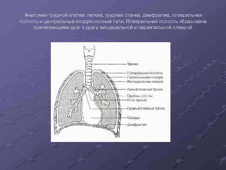 Анатомия грудной клетки: легкие, грудная стенка, диафрагма, плевральная полость и центральные воздухоносные пути. Плевральная