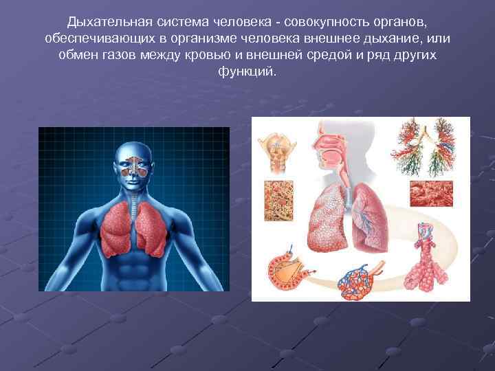 Дыхательная система человека - совокупность органов, обеспечивающих в организме человека внешнее дыхание, или обмен