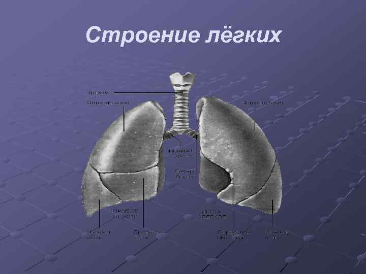Строение лёгких 