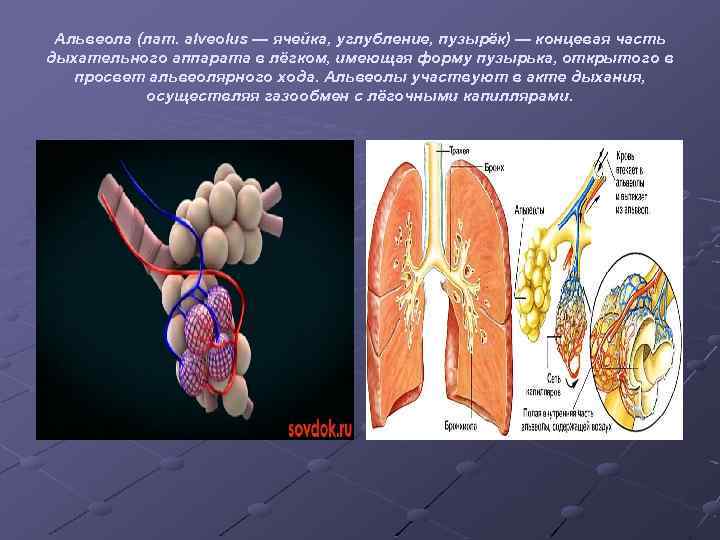 Альвеола (лат. alveolus — ячейка, углубление, пузырёк) — концевая часть дыхательного аппарата в лёгком,