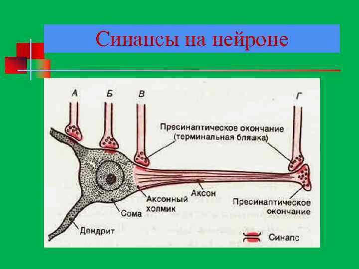 Синапсы на нейроне 
